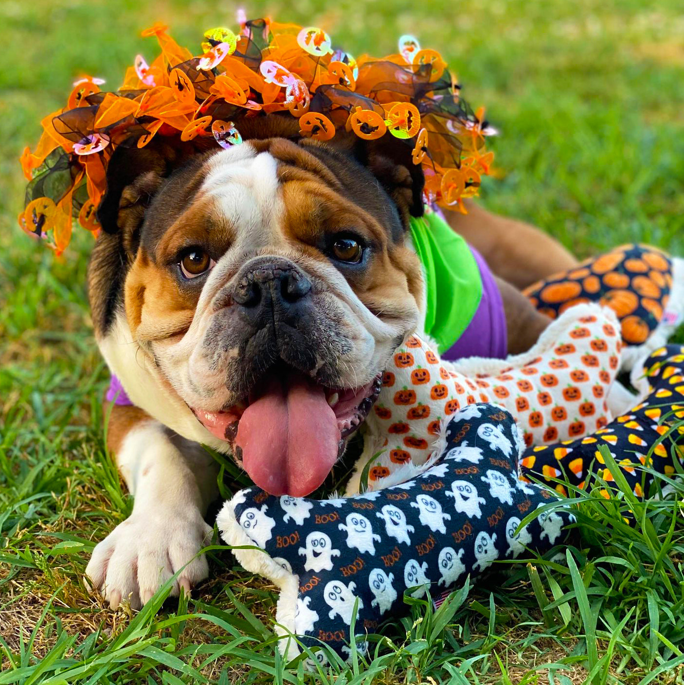 Halloween Pet Products