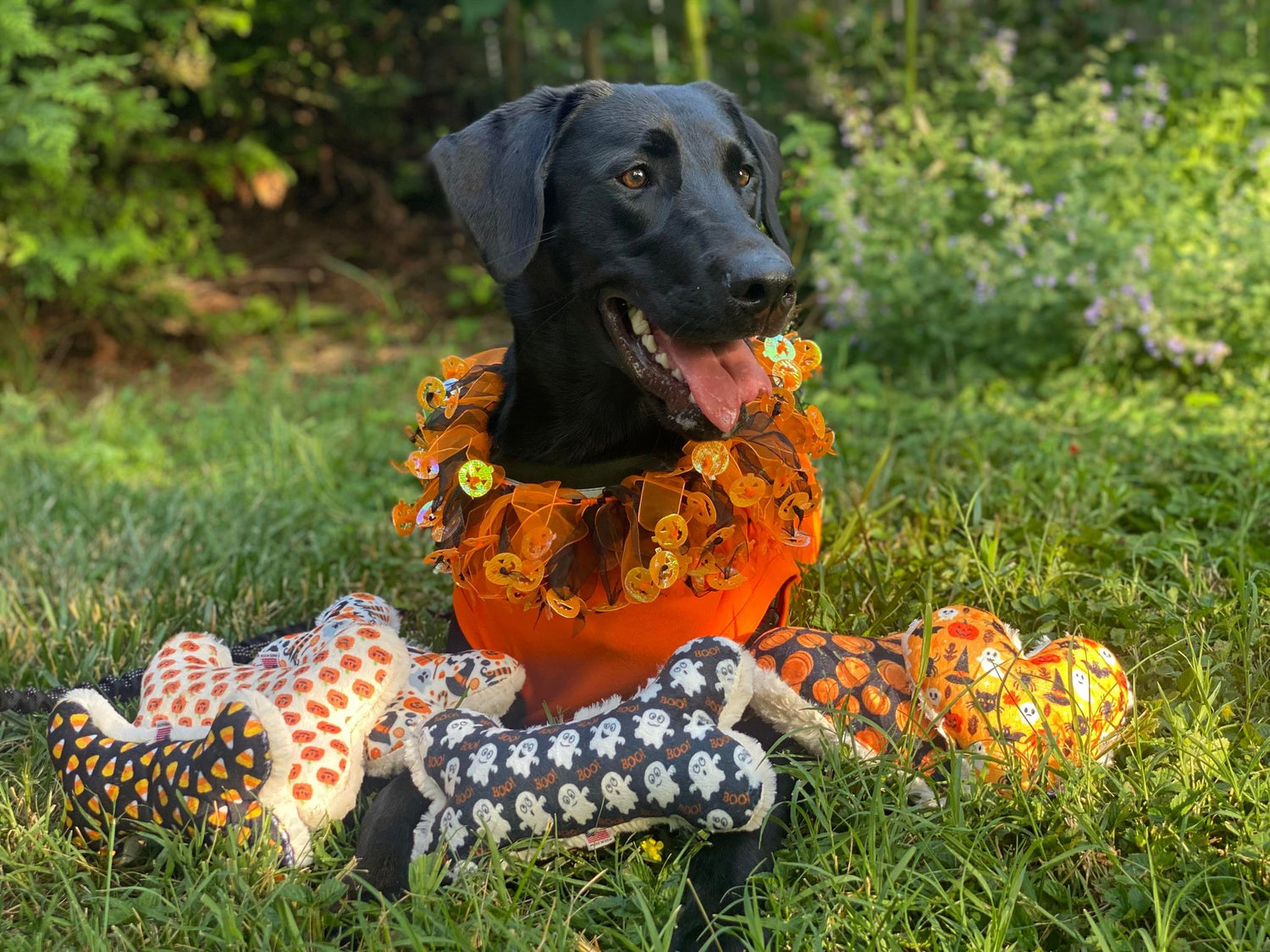 Fall and Thanksgiving Pet Supplies